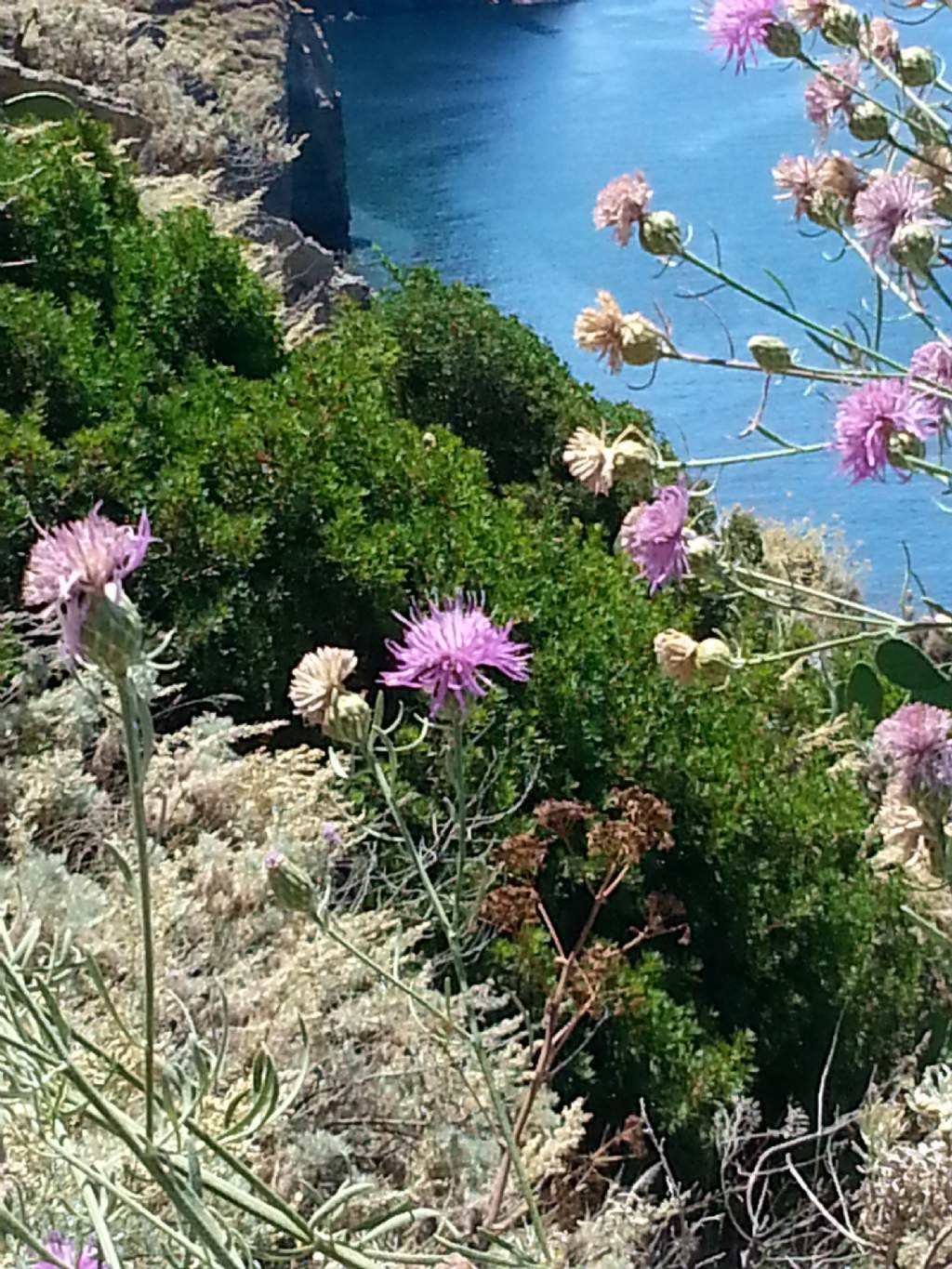 Centaurea aeolica / Fiordaliso delle Eolie